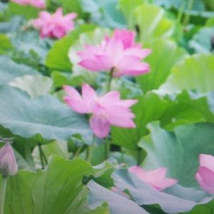 Meet your Posher, Donovan